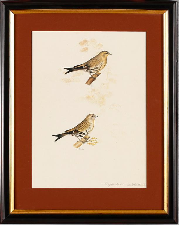 TRYCK, 3 st, 1900-/2000-tal.