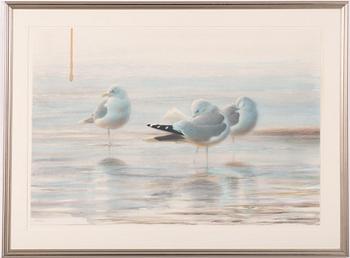 Lars Jonsson, Resting Seagulls.