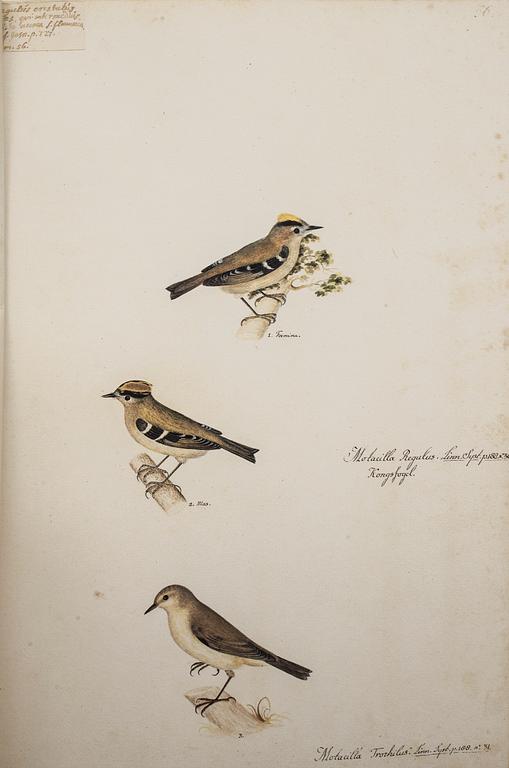 MAPP, OLOF RUDBECK DY, "Portföljen", med kommentar av Gunnar Brusewitz och Tomas Anfält.