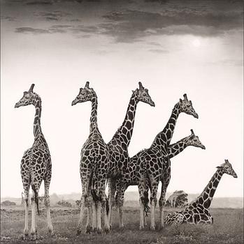 341. Nick Brandt, "Giraffe Fan", Aberdares 2000.