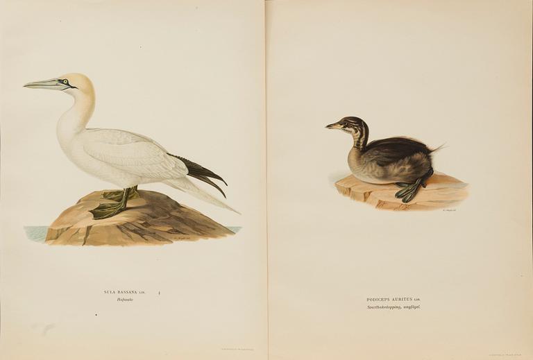 UR "SVENSKA FÅGLAR", litografier, 50 st, efter  M och W von Wrights 
 A. Börtzells Stockholm.