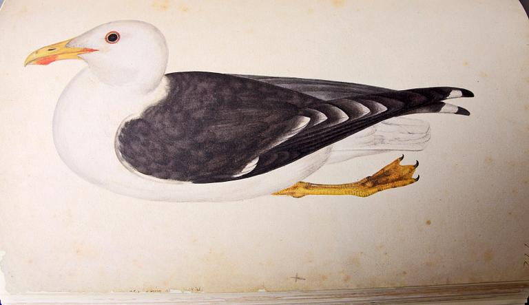 BÖCKER, 2 vol, Olof Rudbeck d y, Iter Lapponicum - Resan till Lappland, nr 1485/1999.