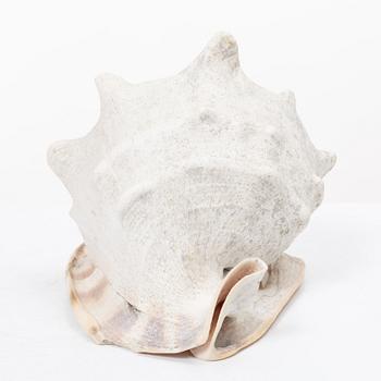 Firma Svenskt Tenn, shells 4 pcs, including one Nautilus shell with a brass mount.