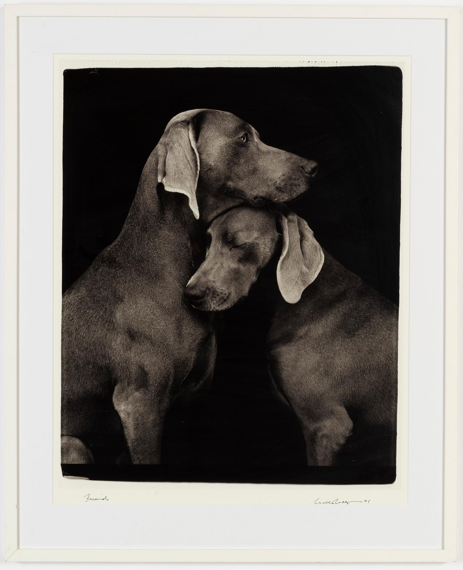 William Wegman,  archival pigment print, 2009, signed. From the ed of 1500.