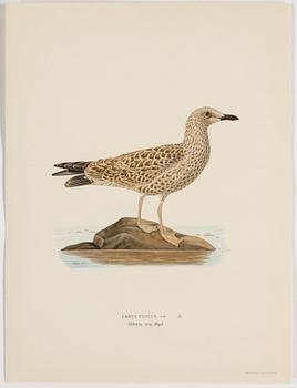 A set of 252 "Svenska fåglar" posters by M o W von Wright, Ivar Baarsens publishings, Stockholm.