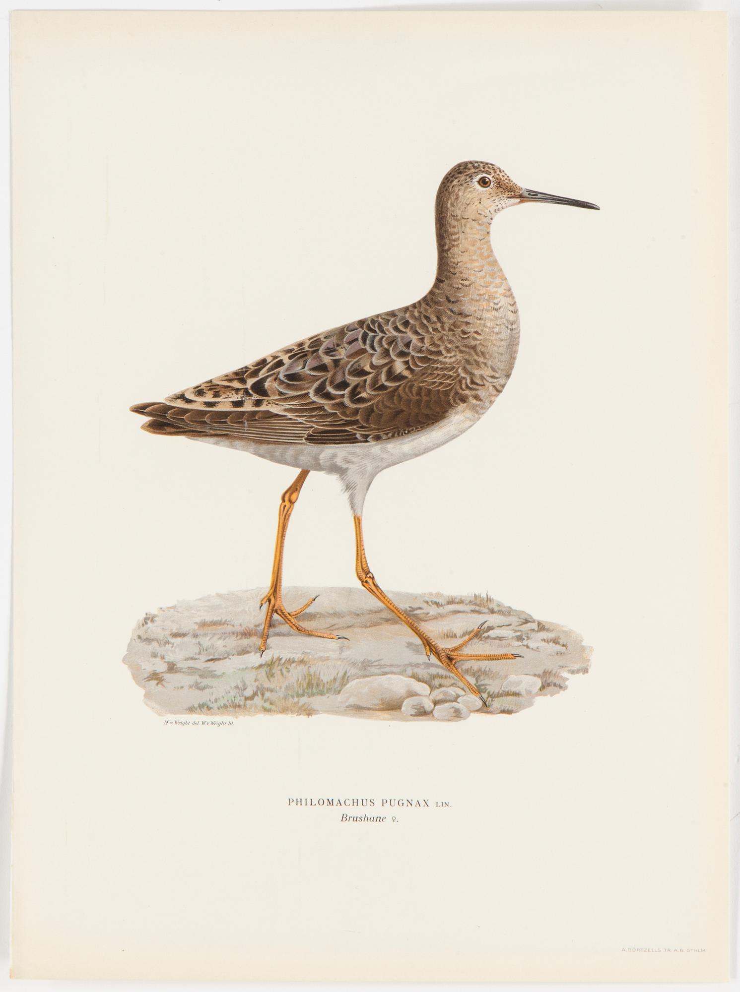 LITOGRAFISKA TRYCK, 40 st, ur M och W von Wrights "Svenska fåglar", A. Börtzells, Stockholm, 1917-29.