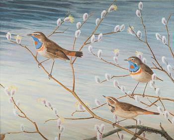 Matti Karppanen, Bluethroats on Branches.