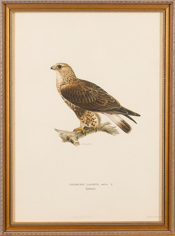LITHOGRAPHS, 5 pcs, after Wilhelm von Wright and Bror Hallberg. A. Börtzell, Stockholm.