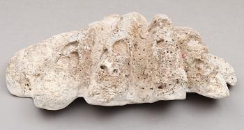FOSSIL, mussla.