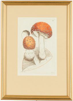 Twelve hand-coloured engravings, J.W. Palmstruch, from 'Svensk Botanik', 1802-1840.