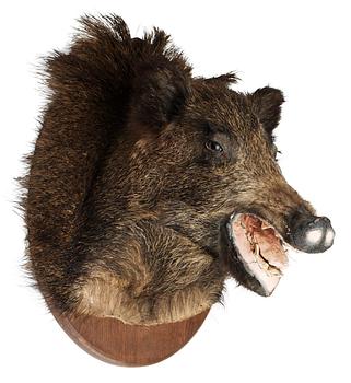 A 20th cent stuffed wildboar.