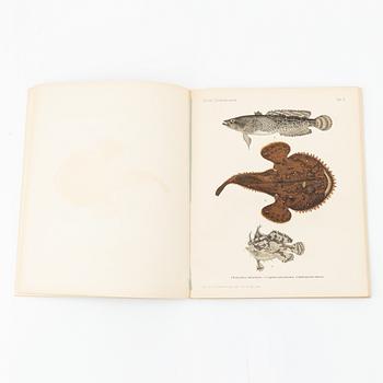 Wilhelm von Wright, "Scandinavian Fishes", 4 volymer, P.A. Nordstedt &Söner, Stockholm 1893-95.