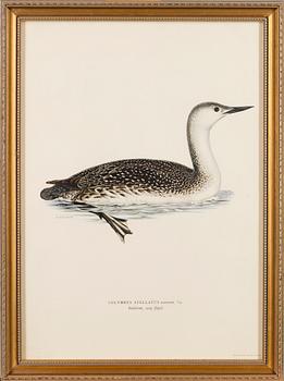 LITHOGRAPHS, 4 pcs, after Wilhelm von Wright and Bror Hallberg. A. Börtzell, Stockholm.