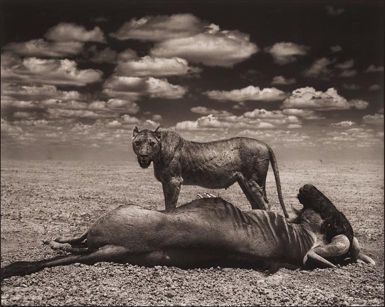 Nick Brandt, "Lion and Wildebeest, Amboseli, 2012".