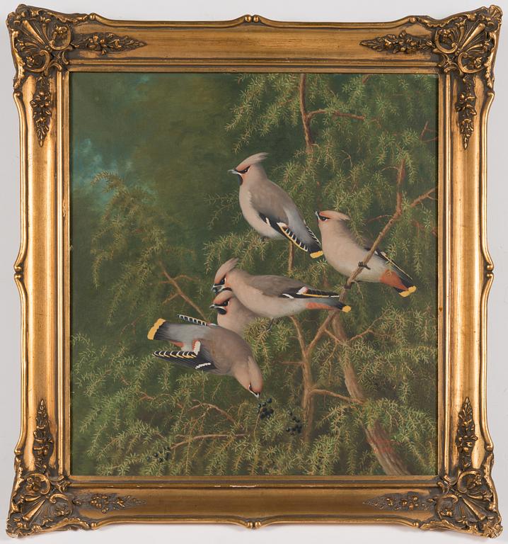 Matti Karppanen, Waxwings.