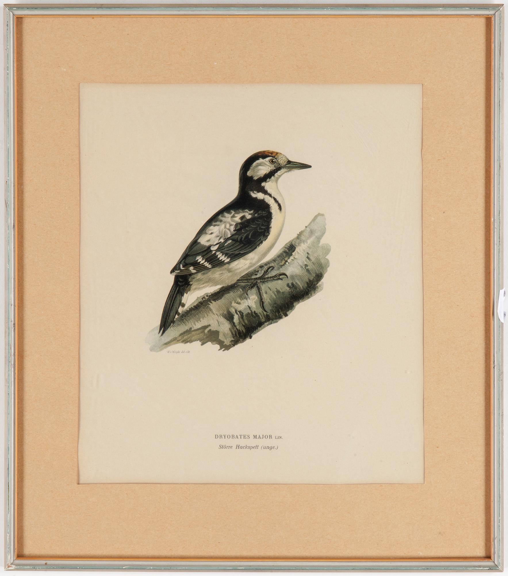 LITOGRAFISKA TRYCK, 10 styck, ur M och W von Wright, Svenska fåglar. Utgivna av A Börtzells.