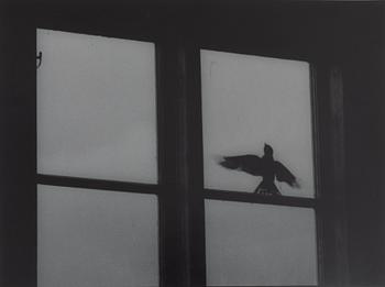 Kenneth Gustavsson, "Utan titel (fågel i boa)", 1985.