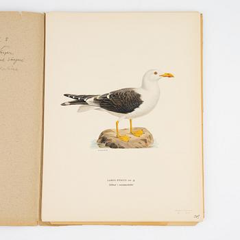 Bröderna von Wright, a group of 'Svenska fåglar' litographs, Ivar Baarsens förlag, Stockholm, 1920's.