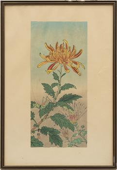Jo (Yuzuru Hashimoto), 'Chrysanthemums and Grasshopper'.