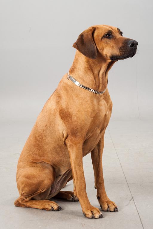 HUNDHALSBAND, 2 stycken, Gucci.