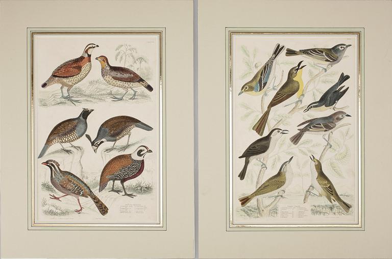 ALEXANDER WILSON, gravyrer, 2 st, handkolorerade.