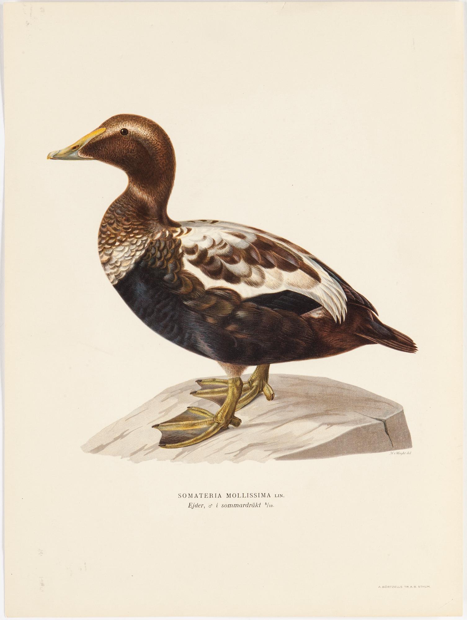LITOGRAFISKA TRYCK, 10 styck, ur M och W von Wright, Svenska fåglar. Utgivna av A Börtzells.
