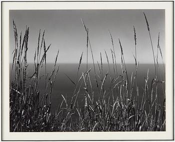 EDWARD WESTON, gelatin silver print stamped and signed by Cole Weston and numbered 33/50 on verso mounting.