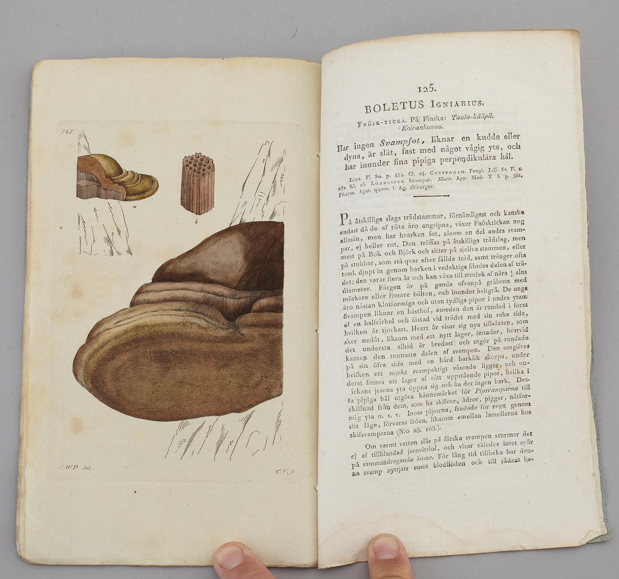 JOHAN WILHELM PALMSTRUCH, "Svensk Botanik, vol I-V. 1803-1805.