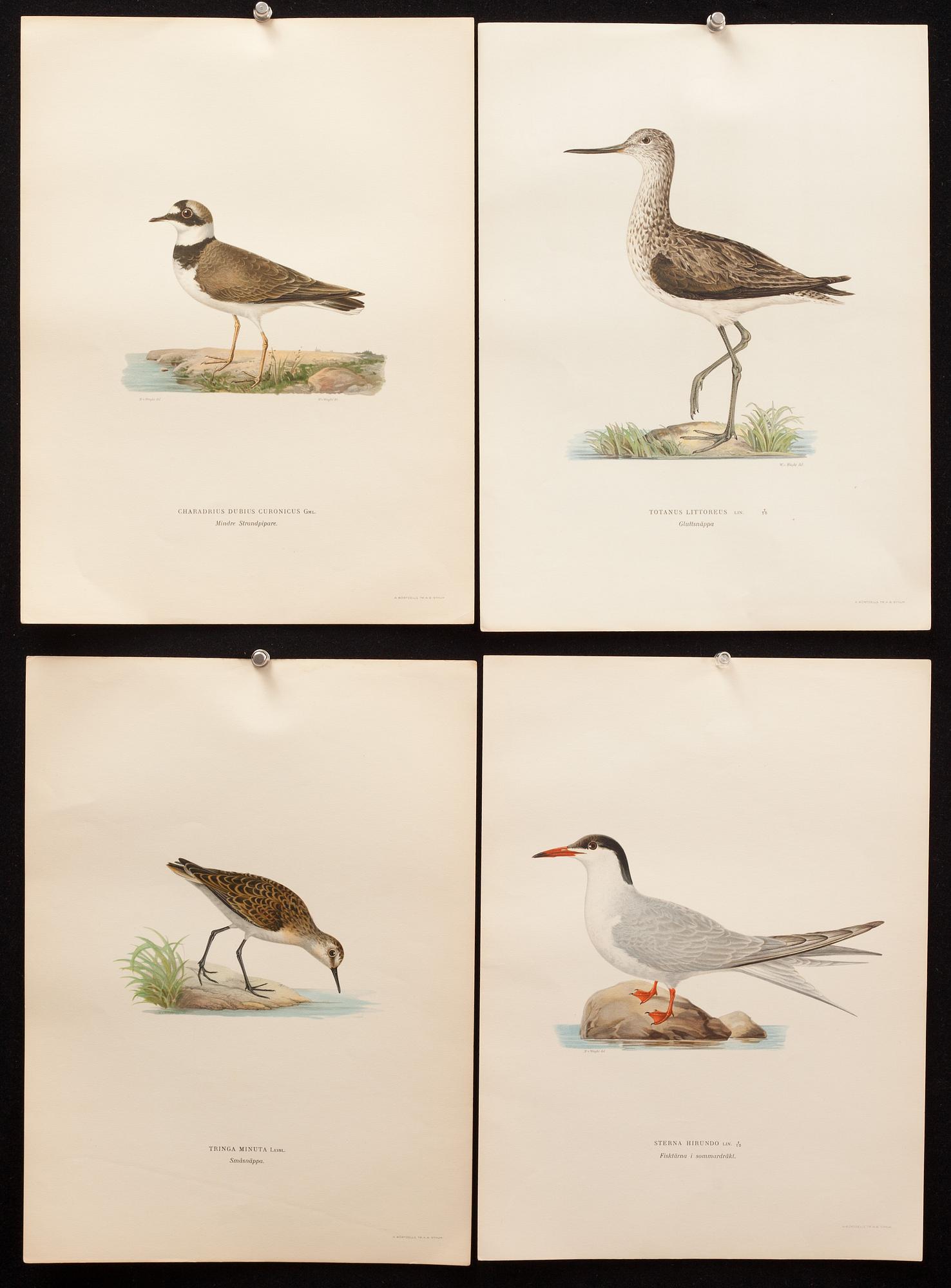 SVENSKA FÅGLAR, "Svenska Fåglar", M. och W. von Wright, Stockholm.