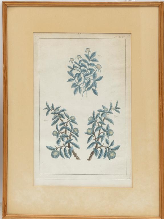 Five hand-coloured botanical copper plates, 18th-19th century. Including Johann Jakob Haid & Augustus Vind.