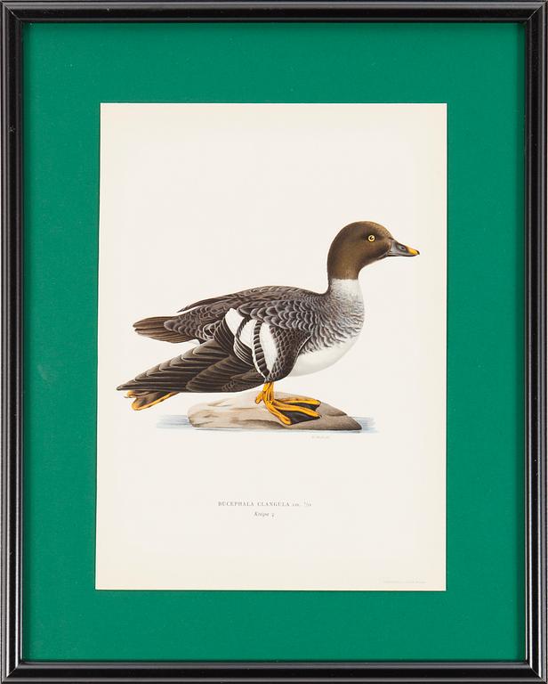 LITOGRAFISKA TRYCK, 6 st, ur M och W von Wrights "Svenska fåglar", A. Börtzells, Stockholm, 1917-29.