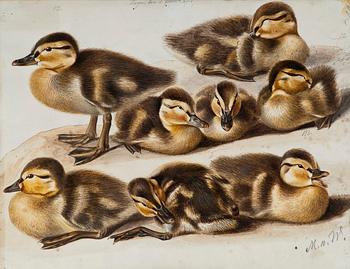 516. Magnus von Wright, DUCKLINGS.