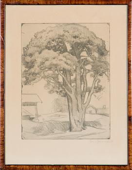 Eero Järnefelt, "Tuomalan mänty I".