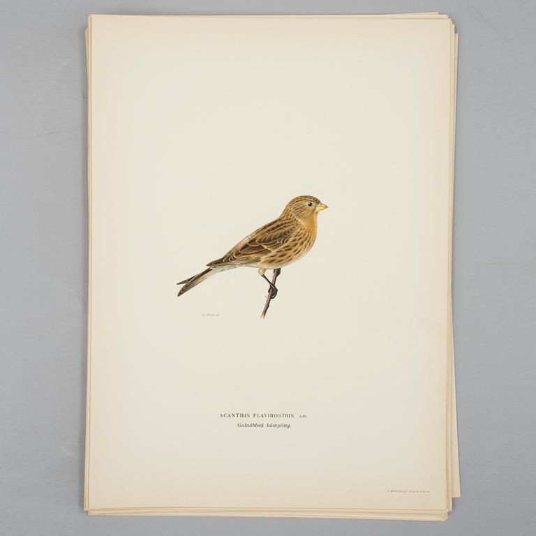 A set of 30 lithographic prints from "Svenska Fåglar" by von Wright brothers.