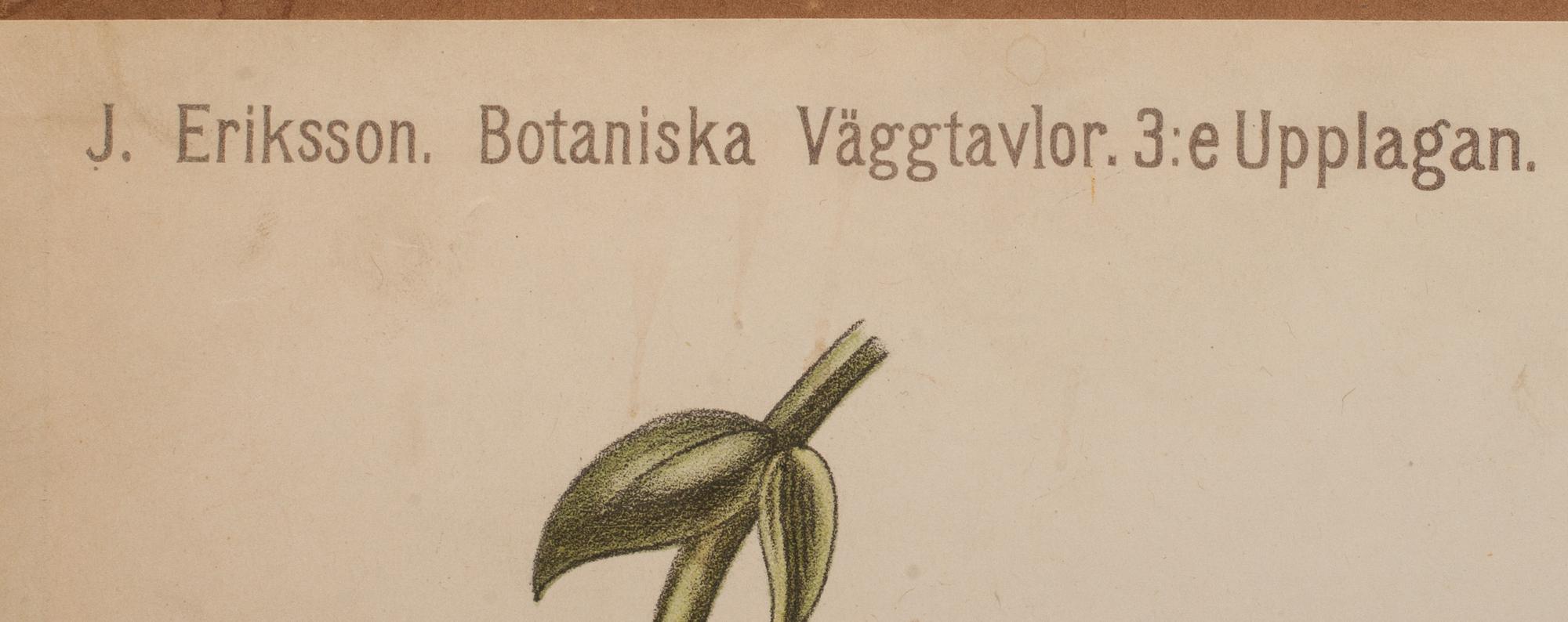 SKOLPLANSCHER, 4 st, 1900-talets andra hälft.
