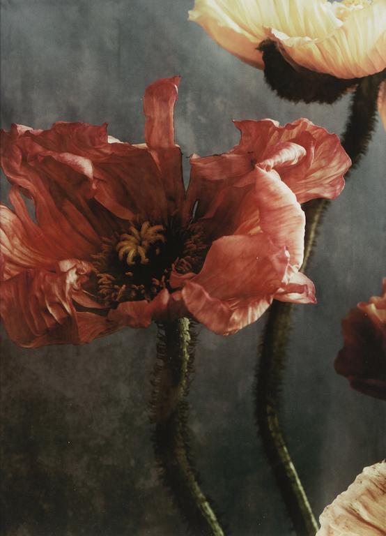 Ewa-Marie Rundquist, "Poppy No. 28", 2015.