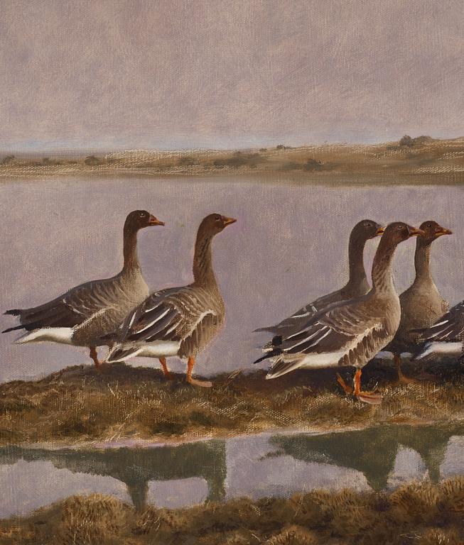 Bruno Liljefors, Geese in wetland.