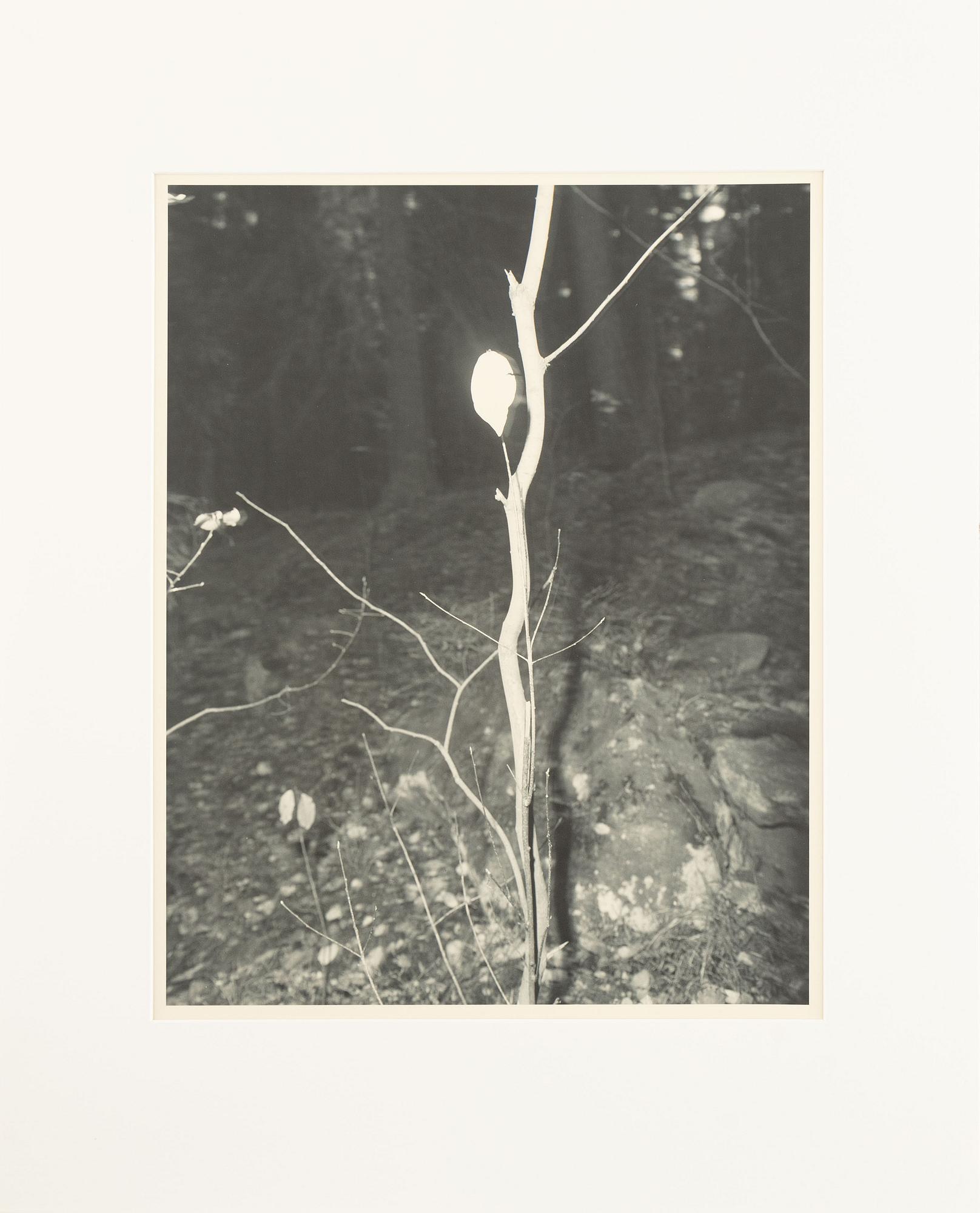 Åke E:son Lindman & Sven Westerlund, portfolio, 2 + 2 photos, signed 18/20.