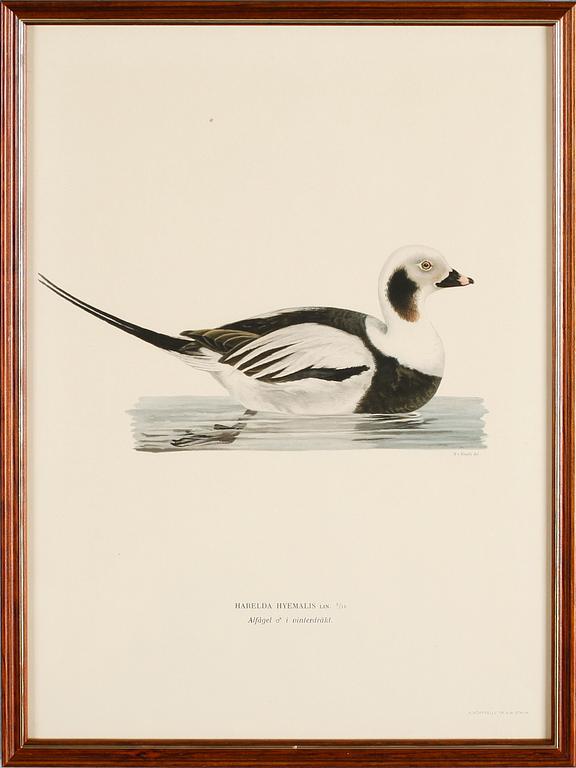 LITOGRAFISKA TRYCK, 13 st, ur von Wrights "Svenska fåglar", A. Börtzells, Stockholm.