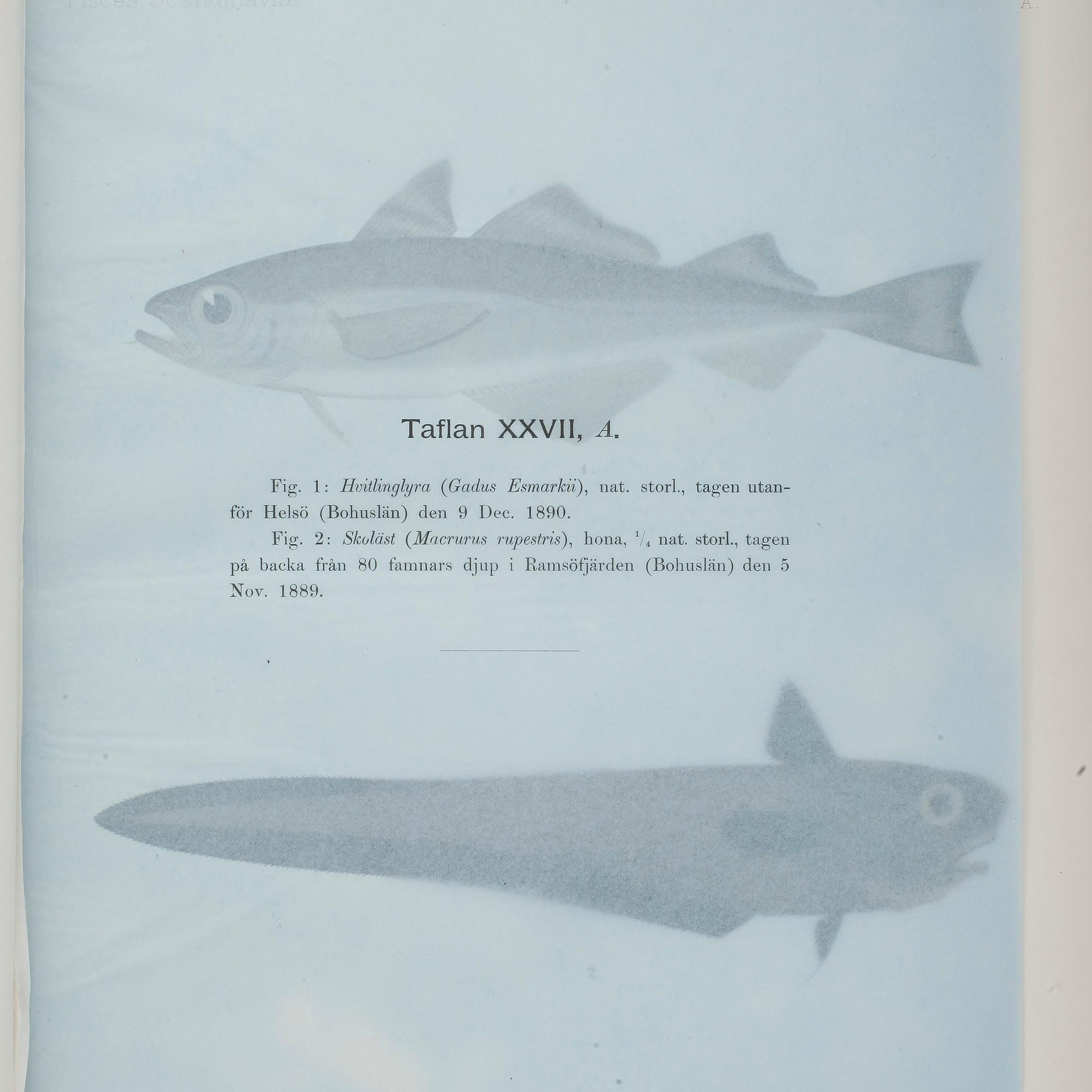 F.A.SMITT, 2 vol, Skandinaviens fiskar målade af W. von Wright, Taflor, Stockholm 1892-95.