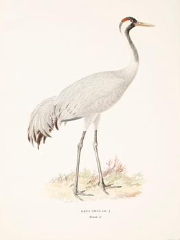 LITOGRAFISKA TRYCK, 100 st, ur von Wrights "Svenska fåglar", 1920-tal.