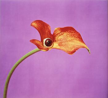 260. Nathalia Edenmont, "Pelican".