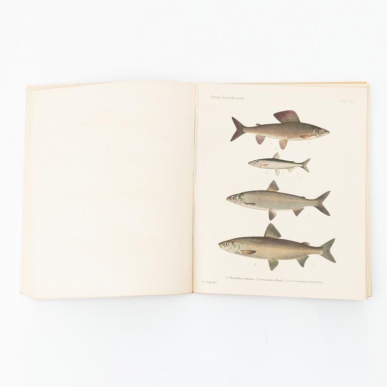 Wilhelm von Wright, "Scandinavian Fishes", 4 volymer, P.A. Nordstedt &Söner, Stockholm 1893-95.