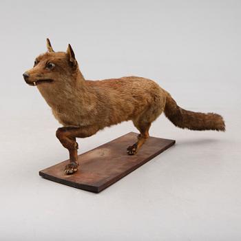 TAXIDERMI: uppstoppad räv, England, 1900-talets första hälft.