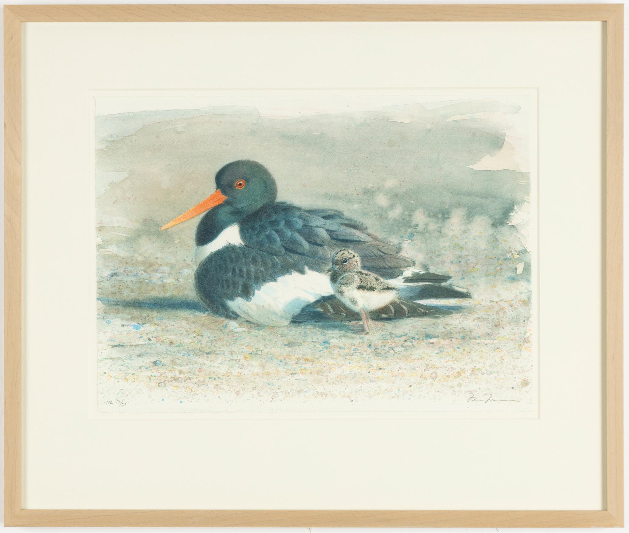 Lars Jonsson, Oystetrcatcher.