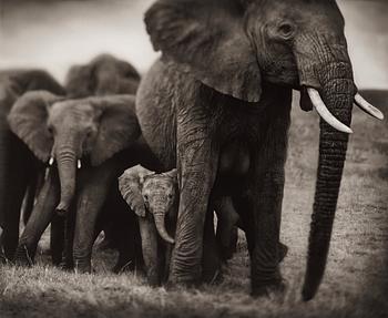 33. Nick Brandt, "Elephant Mother and Two Babies, Serengeti, 2002".