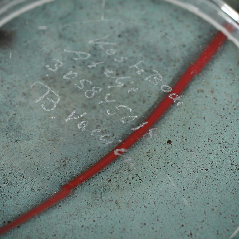 SKÅL, glas, Bertil Vallien, Kosta Boda.