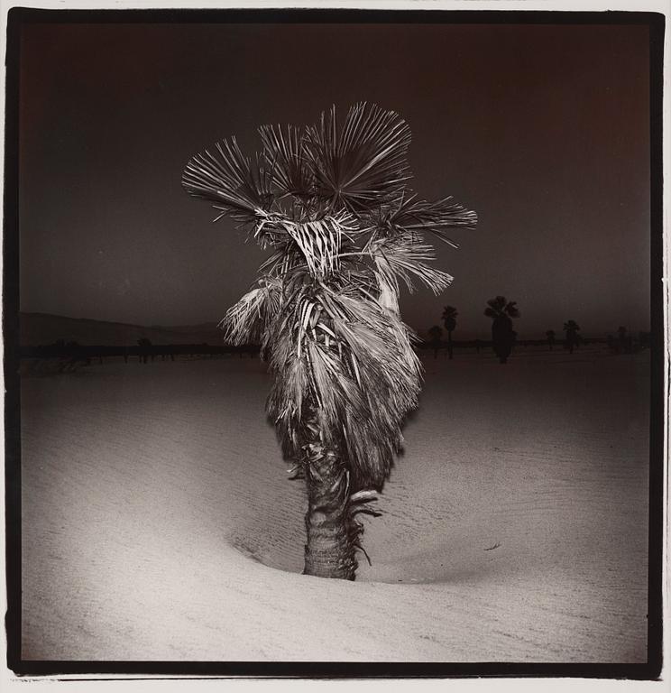 Richard Misrach, "Palm #3", 1975.