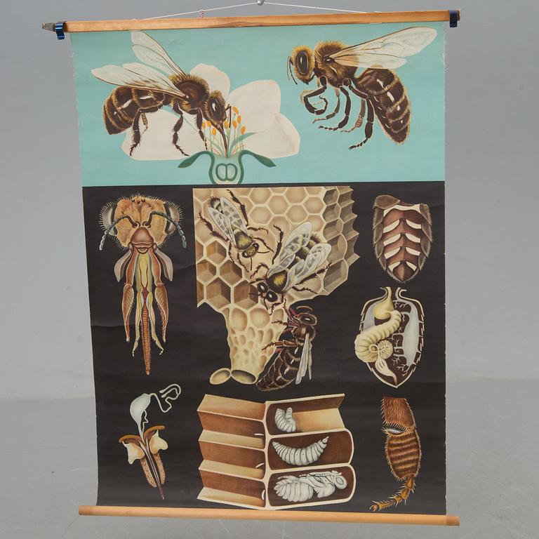 SKOLPLANSCH, honungsbi, Gumperts skolmateriel, 1900-talets mitt.