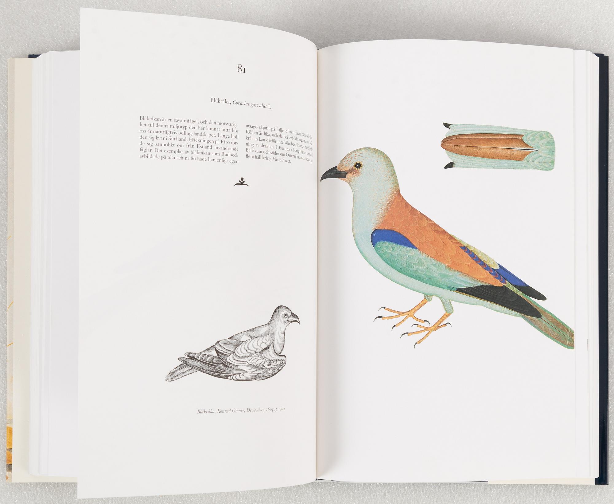 Olof Rudbeck d.y., "Svenska fåglar".